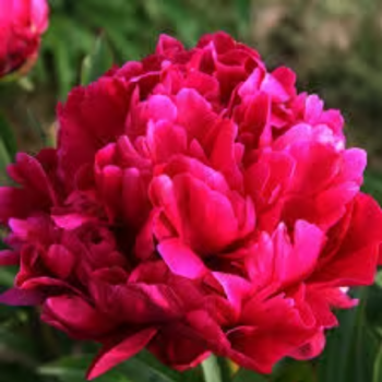 Karl Rosenfield Bareroot Peony, 2-3 Eye, Great for Fall Planting!
