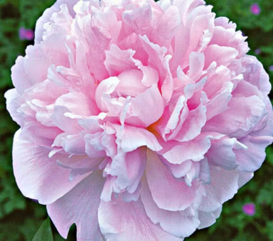 Sarah Bernhardt Bareroot Peony, 2-3 Eye, Great for Fall or Spring Planting!