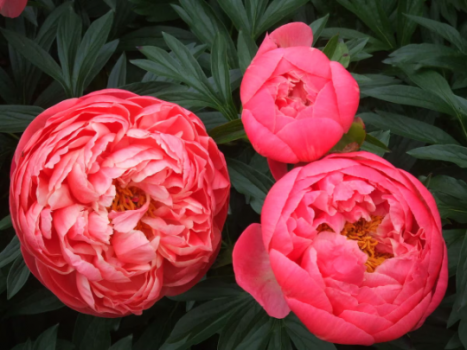 Peony “Coral Charm” BAREROOT Paeonia lactiflora