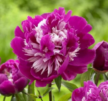Celebrity Bareroot Peony, 2-3 Eye, Great for Fall Planting!
