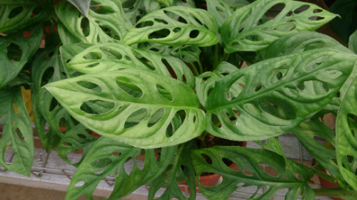 Monstera Oblique Expilata plant in 3.5 inch Size Pots/Tropical plant