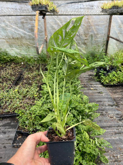 モンステラ モンステラ・デリシオーサ 'ミント トリカラー' Monstera deliciosa