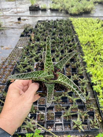 daylilynursery: Ox Tongue Gasteria in 3.5 inch Size Pots/Tropical plantyou  choose amount!! Do not order in extrem