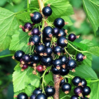 Black Currant Consort in 3.5 inch pot. Nicely rooted plant. You choose amount! Do not order in extre