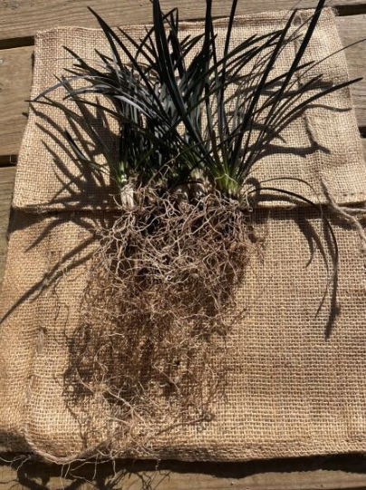 daylilynursery: 10 Black Mondo Decorative Grass Plants Bareroot