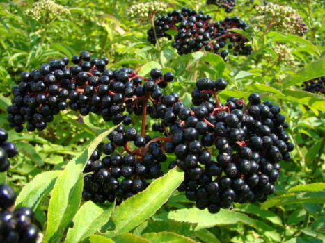 Cold Hardy Elderberry Sambucus nigra (12-18 inches total length) in one trade gallon pot (.667 gallo