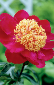 Peonies