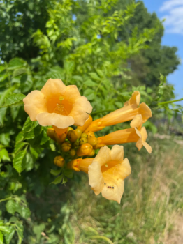 Pollinators