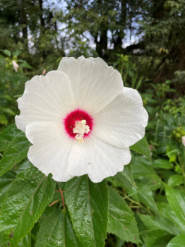 Perennials