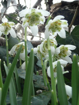 Bulbs