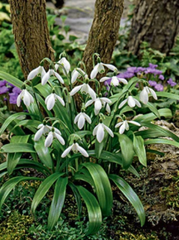 Fall Bulbs