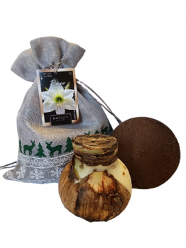 Denver White Amaryllis Holiday Gift Growing Kit, Includes a Gift Bag, Denver Amaryllis Bulb, & Profe
