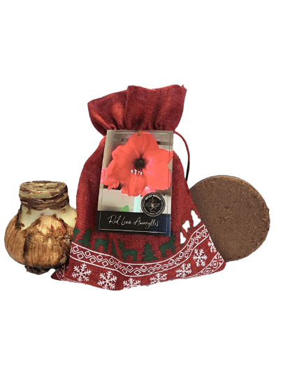 Amaryllis Samba | White Flower Farm