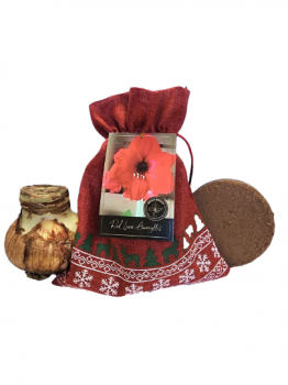 Red Lion Amaryllis Holiday Gift Growing Kit, Includes Red Gift Bag, Red Lion Bulb, & Growing Medium!