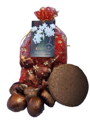 Paperwhite Ziva Holiday Gift Growing Kit-Includes a Gift Bag, 5 Paperwhite Bulbs, and Growing Medium