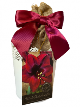 Black Pearl Amaryllis Growing Kit! White Tin Pot, Black Pearl Bulb, a Burlap Bag and Growing Medium!