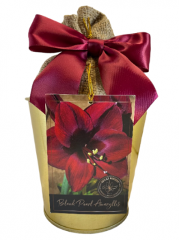 Amaryllis Holiday Gift Growing Kit, Includes a Gold Tin Pot, Black Pearl Bulb, and Growing Medium!