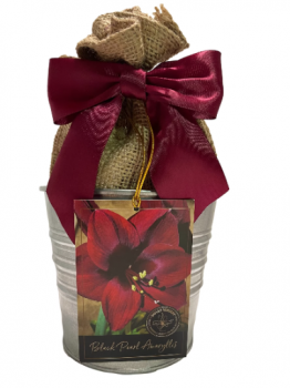Amaryllis Holiday Gift Growing Kit, Includes an Rustic Tin Pot, Black Pearl Bulb, and Growing Medium