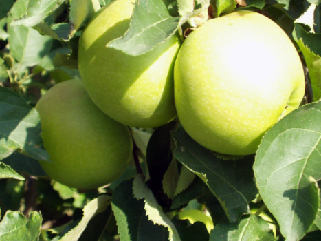 Golden Delicious Apple Trees Bareroot 2-3 feet tall-Can Bear Fruit in 3-5 Years!!