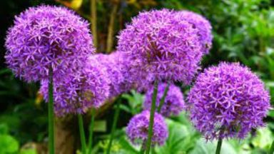 2 Giant Allium Gladiator Bulbs