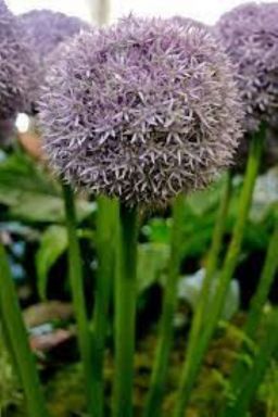 2 Giant Allium Globemaster Bulbs