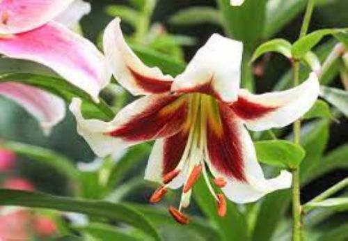 Beverly Dream Oriental Lily Bulbs