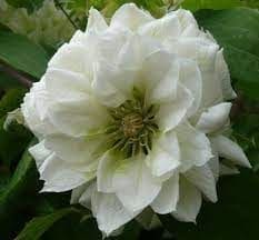 Clematis ‘Duchess of Edinburgh’ in a 4″ pot– You Choose Amount!!!