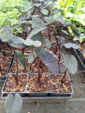 Dwarf Black Gecko Elephant Ears – in 4 inch Containers
