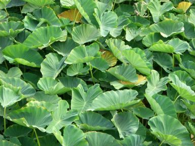3 Green Elephant Ears in 4 inch Containers (3 Pots of Plants, one plant per pot) Do not order in ext