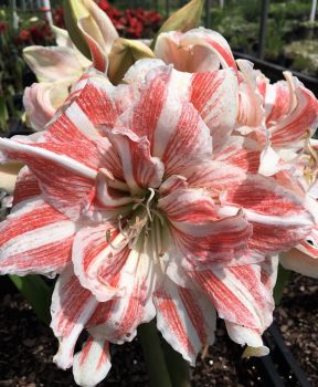 Elvas Amaryllis Bulb – Double Blooming Amaryllis, Easy to Grow Bulbs