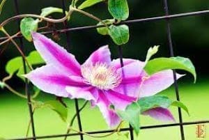 Clematis ‘Fireworks’ in a 4″ pot– You Choose Amount!!!