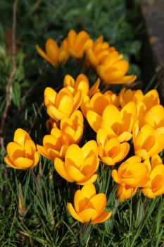 20 Mammoth Yellow Crocus-- Fall Planting