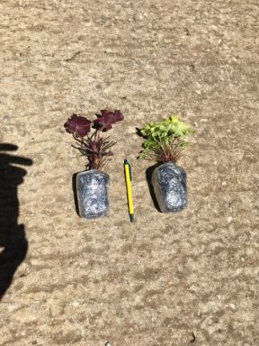3 GRAND Amethyst Heuchera in 3 inch Size Plugs/Coral Bells—Plugs removed from tray, and stretch wr