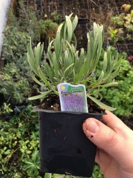 Grosso Lavender/ Lavandin Lavandula X Intermedia/ “Fat Spike” in 4 Inch Pots