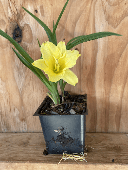 3 Happy Returns Daylilies in 4 Inch Pots One plant per pot, 3 pots of plants