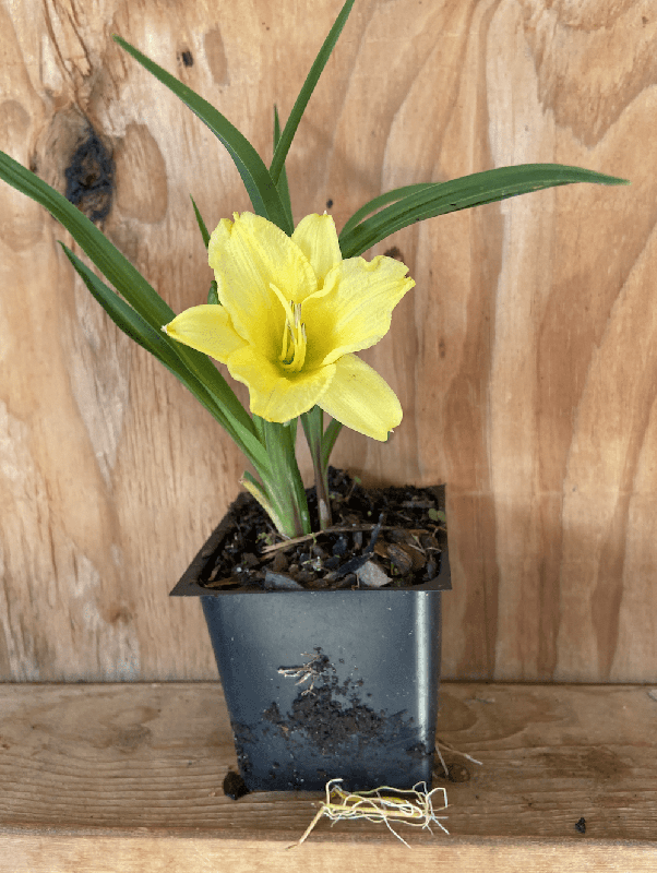 3 Happy Returns Daylilies in 4 Inch Pots One plant per pot, 3 pots of plants