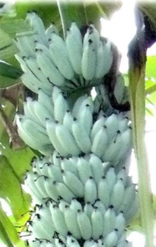 Ice Cream Banana Tree/ Banana Tree in Quart cup (one plant per cup)