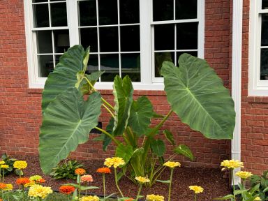 Jack’s Giants Elephant Ear Plants in 3.5 inch pots