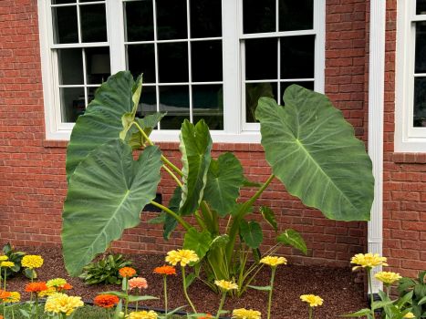 Jack’s Giants Elephant Ear Plants in 3.5 inch pots