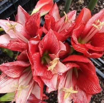 Charisma Amaryllis Bulb Single Blooming