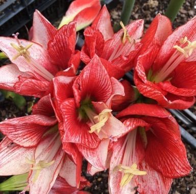 Charisma Amaryllis Bulb Single Blooming