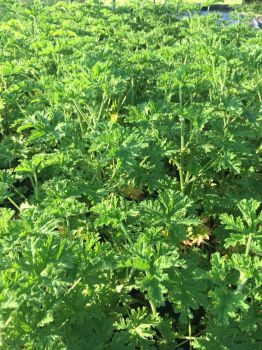 Citronella Plants, in 2.25 inch pots