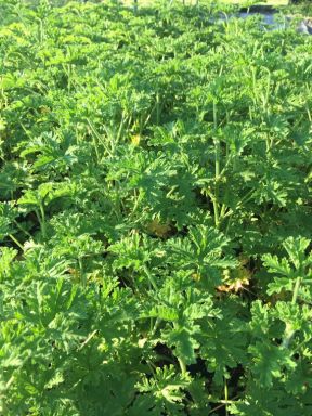 Citronella Plants, in 2.25 inch pots