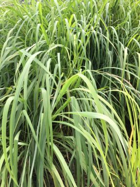 Lemongrass Plant in a 2.5 Inch Container