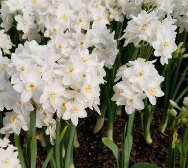 20 Ziva Paperwhites 13-15cm- Indoor Narcissus: Narcissus Tazetta: Nice, Healthy Bulbs for Holiday Fo