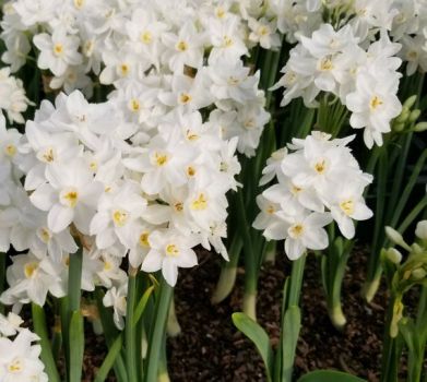 20 Ziva Paperwhites 13-15cm- Indoor Narcissus: Narcissus Tazetta: Nice, Healthy Bulbs for Holiday Fo