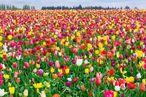20 All in One Mixture – Tulips Bulbs and Daffodil Bulbs