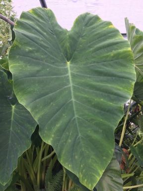 Elephant Ear Bulbs