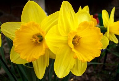 100 Dutch Master Daffodil 100 Bulbs – 12/14 cm Bulbs