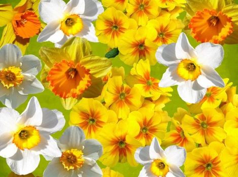 Daffodil Narcissus Mix 60 Days of Daffodils Bulbs